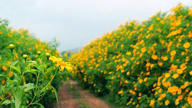 Hoa-da-quy-dalat-1-1