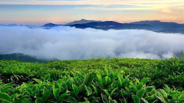 Gioi-thieu-ve-doi-che-cau-dat-o-da-lat-hinh1