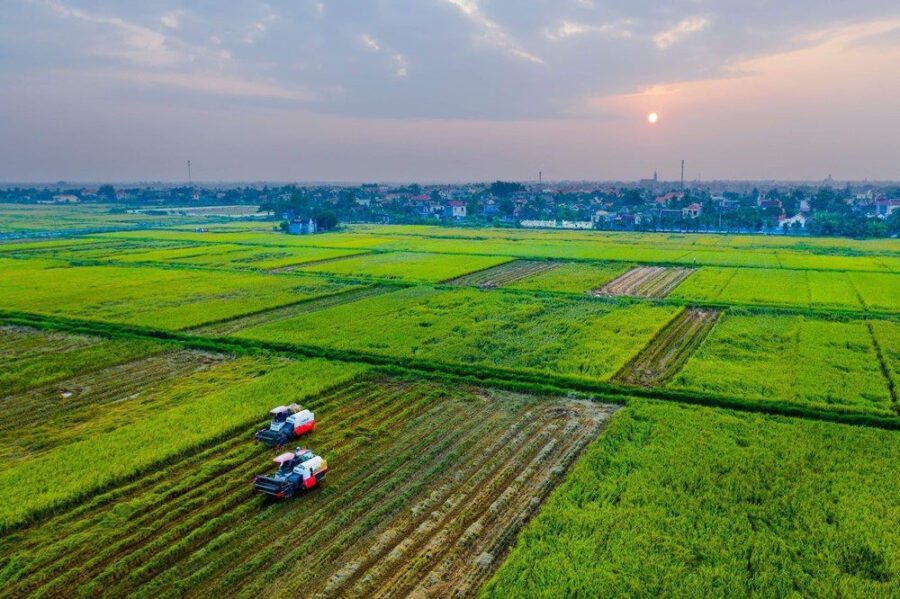 Giá đền bù đất trồng lúa năm 2023 là bao nhiêu?